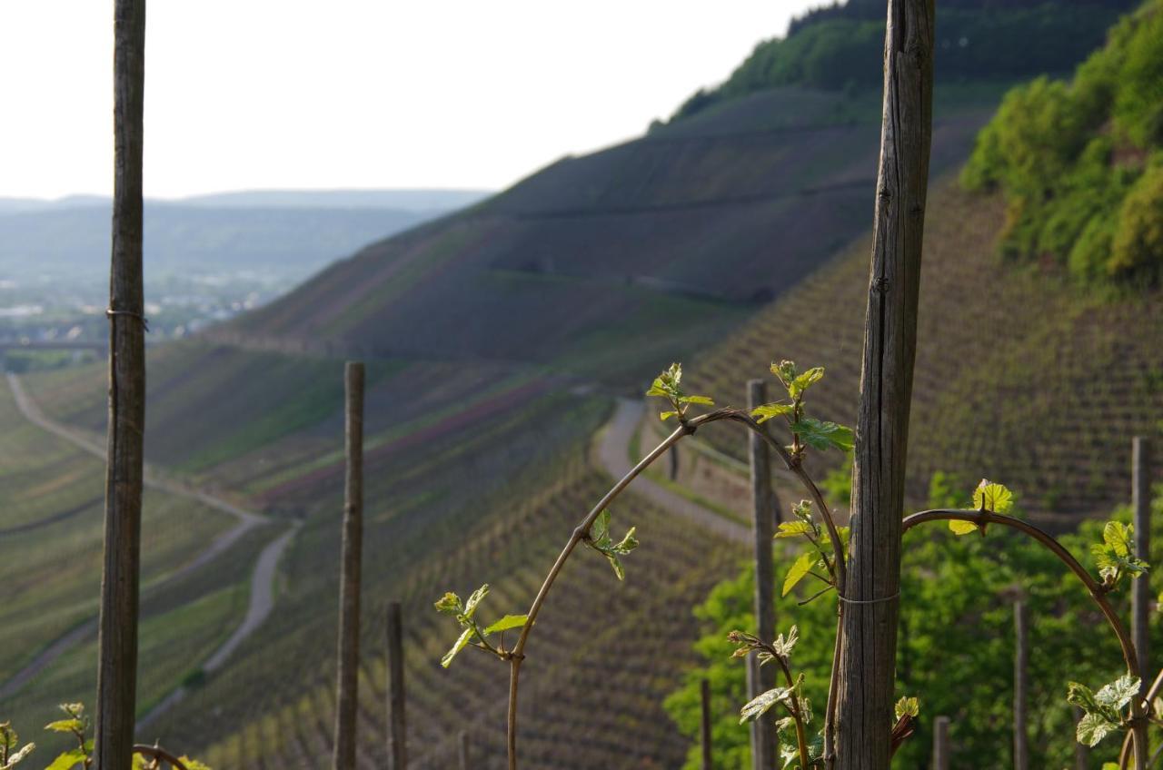 فندق Weingut Weich Riol المظهر الخارجي الصورة